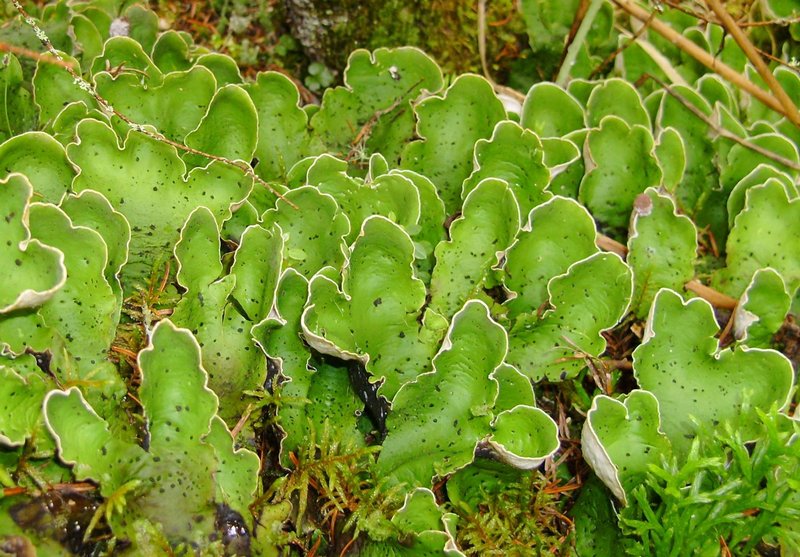 Peltigera aphthosa