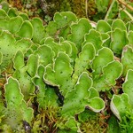 Peltigera aphthosa