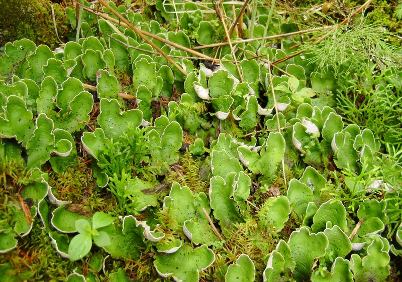 Peltigera aphthosa