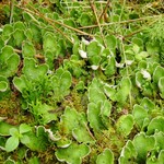 Peltigera aphthosa