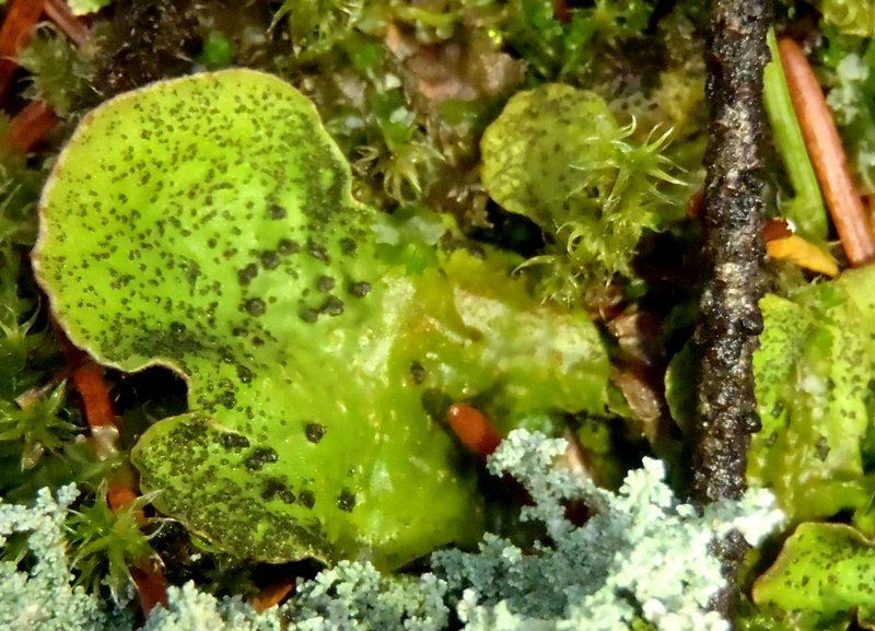 Peltigera britannica