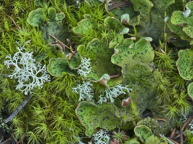 Peltigera britannica