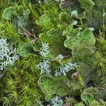 Peltigera britannica