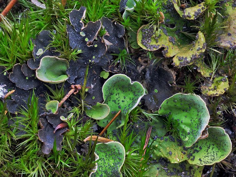 Peltigera britannica