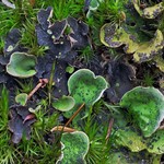 Peltigera britannica