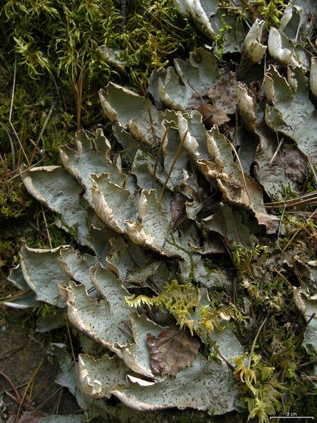 Peltigera britannica