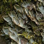 Peltigera britannica