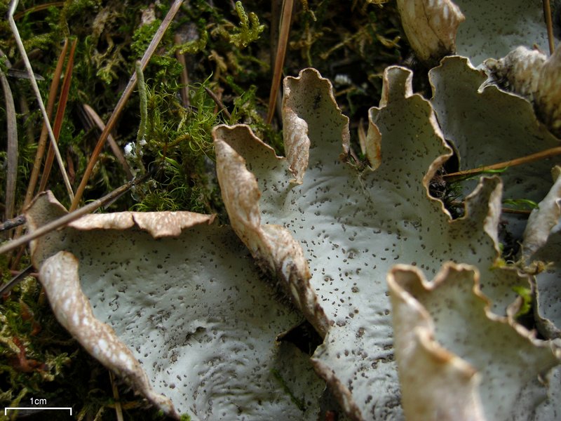 Peltigera britannica