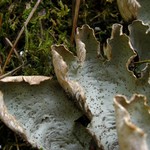 Peltigera britannica