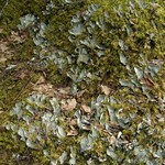 Peltigera britannica