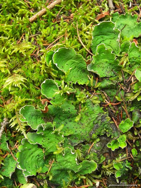 Peltigera britannica