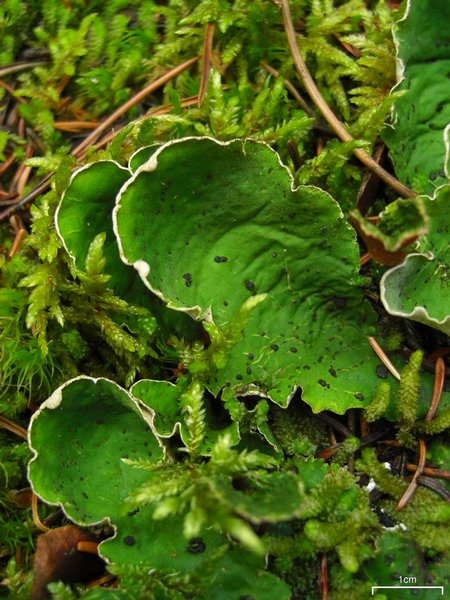 Peltigera britannica