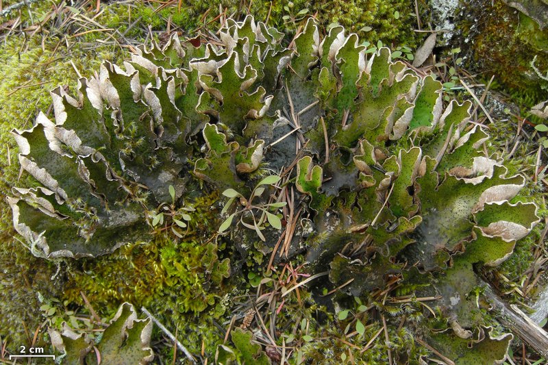 Peltigera britannica