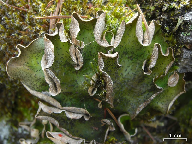 Peltigera britannica