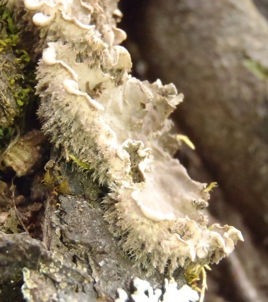 Peltigera canina