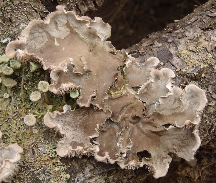 Peltigera canina