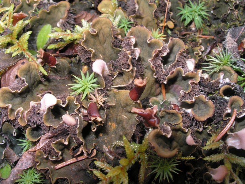 Peltigera canina