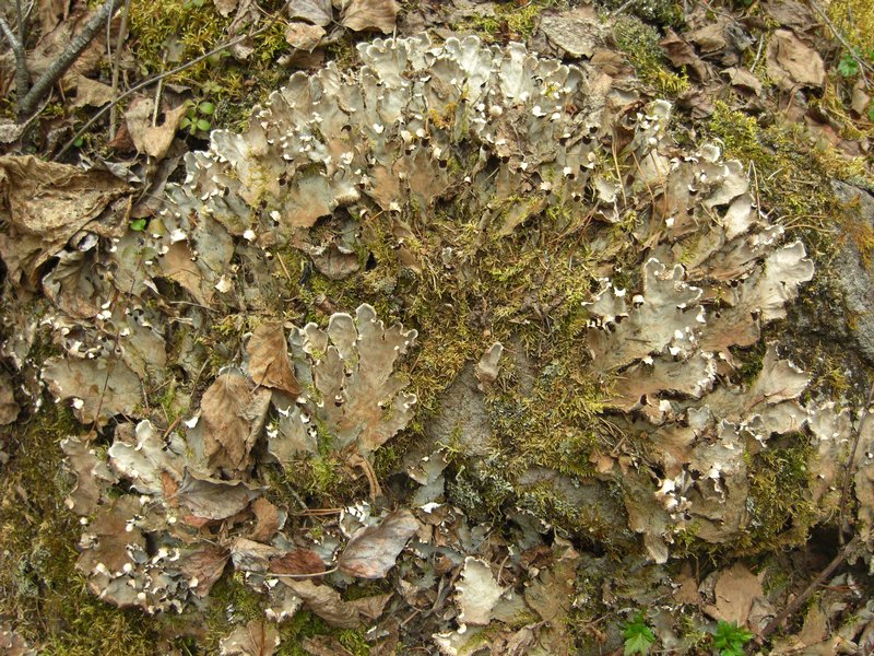 Peltigera canina