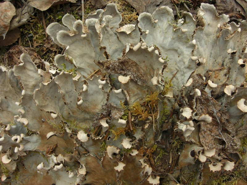 Peltigera canina