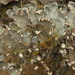 Peltigera canina