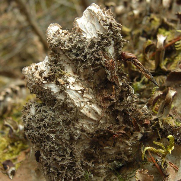Peltigera canina