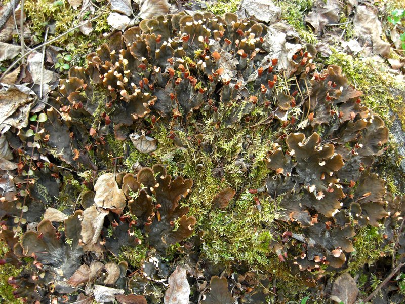 Peltigera canina