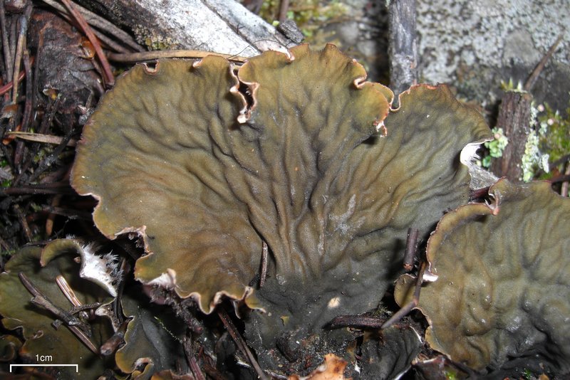 Peltigera canina