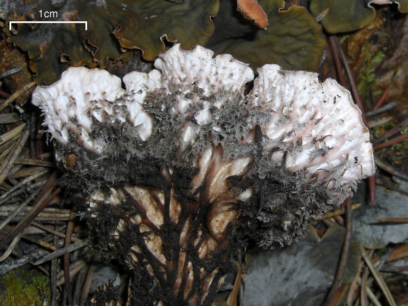 Peltigera canina