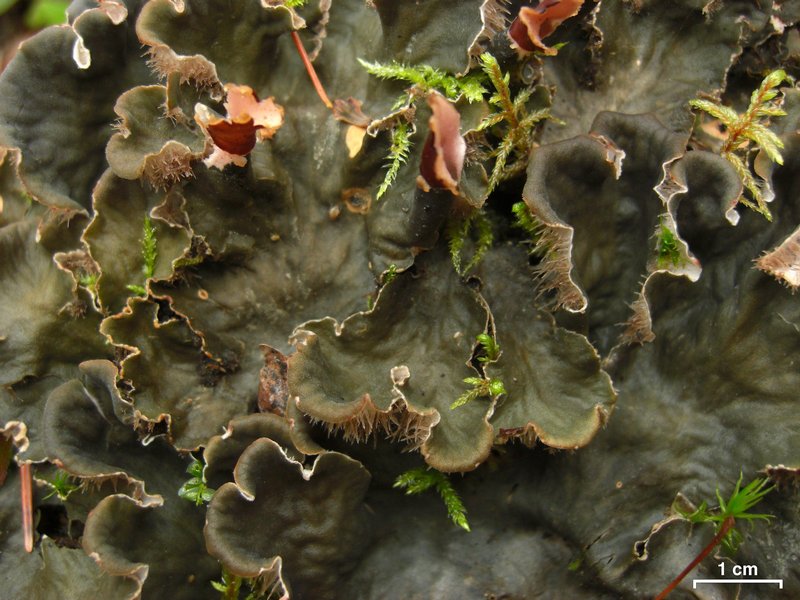Peltigera canina