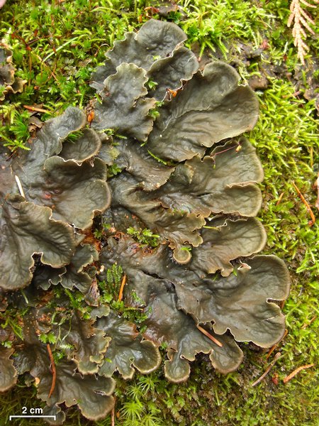 Peltigera canina