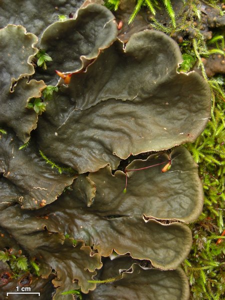 Peltigera canina