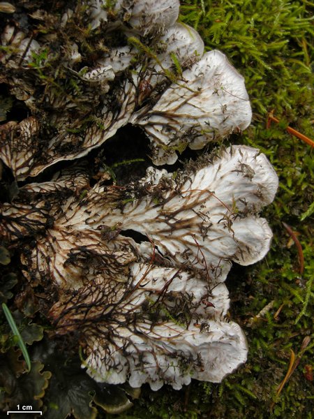 Peltigera canina