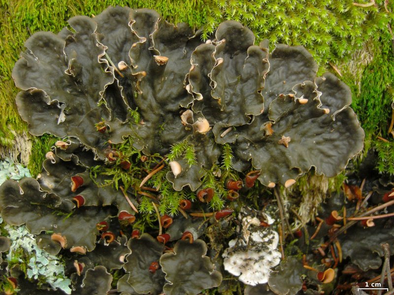 Peltigera canina