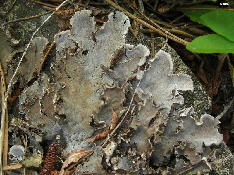 Peltigera canina