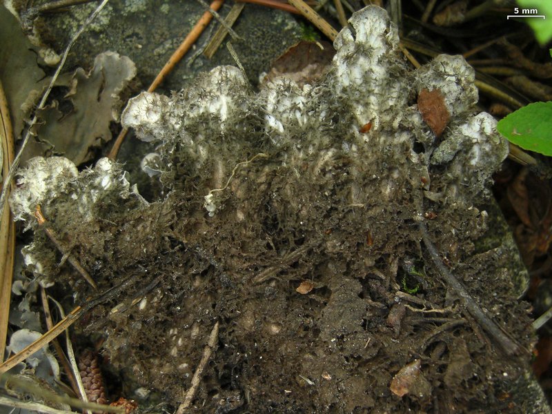 Peltigera canina