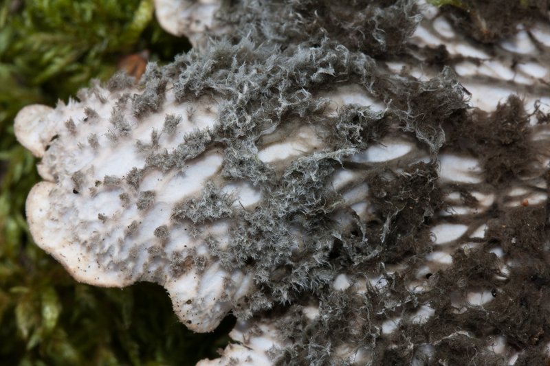Peltigera canina