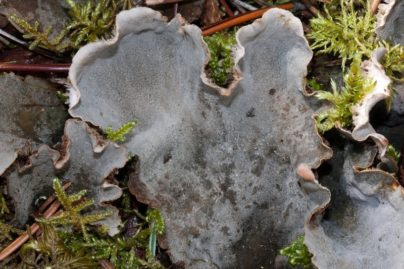 Peltigera canina