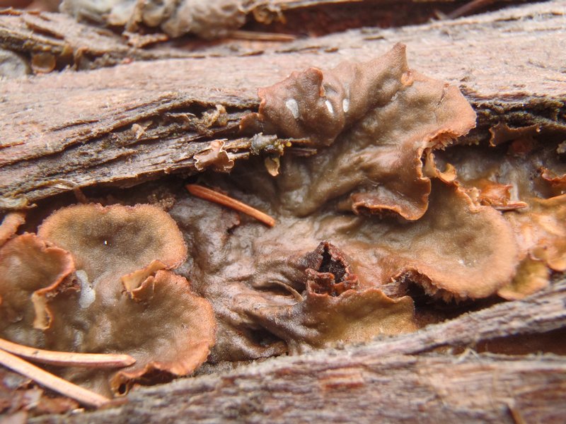 Peltigera canina