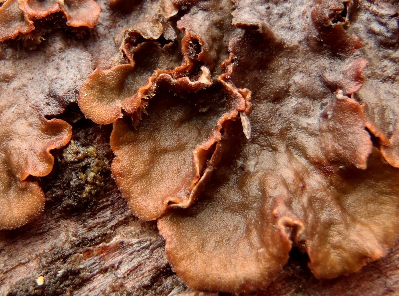 Peltigera canina