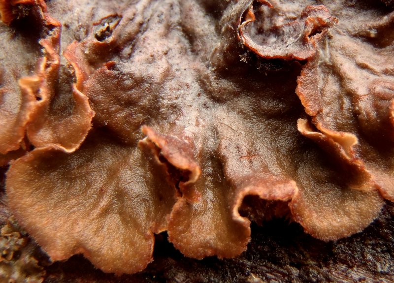 Peltigera canina