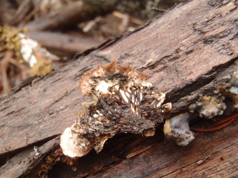 Peltigera canina