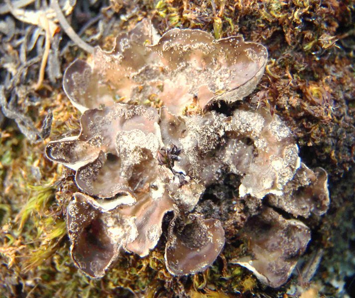 Peltigera castanea