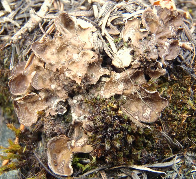 Peltigera castanea