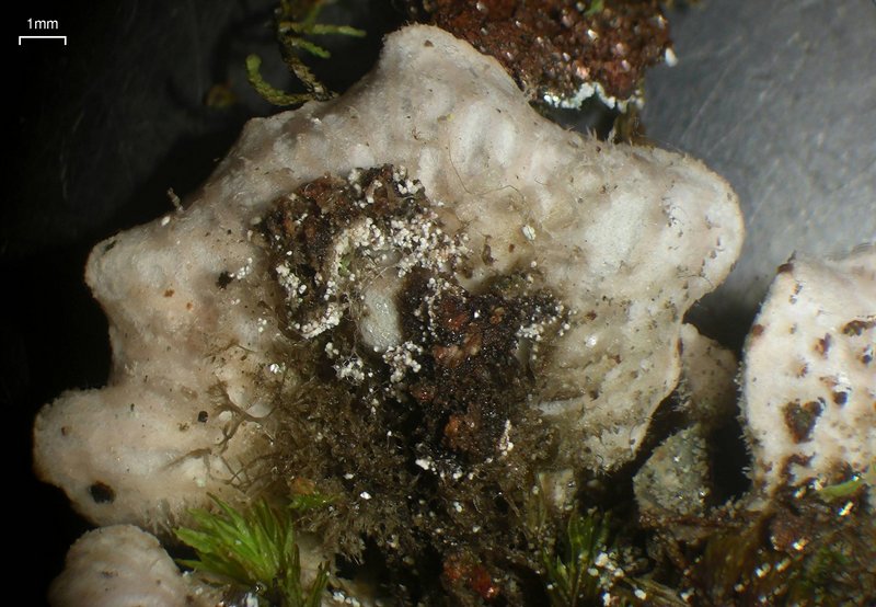 Peltigera castanea