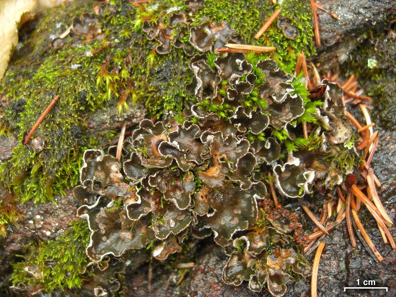 Peltigera castanea