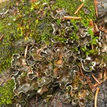 Peltigera castanea