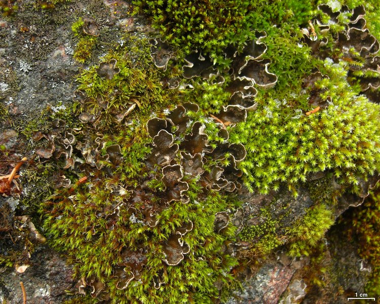 Peltigera castanea