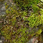 Peltigera castanea