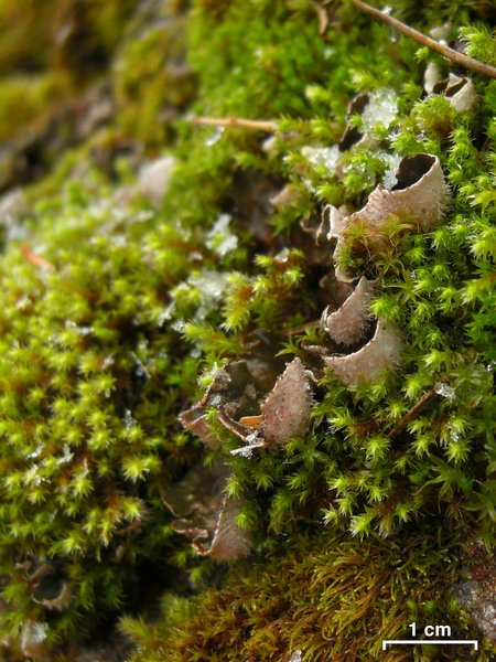 Peltigera castanea