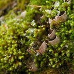 Peltigera castanea